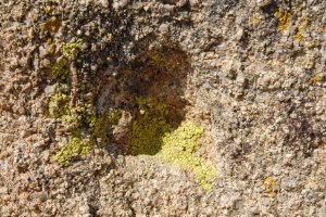 Lichen growing on the weathered granite.