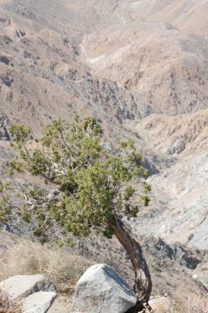 Looking down, and farther away than you might imagine, from Key's View in Joshua Tree National Park.