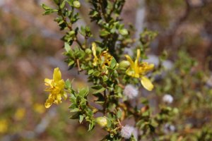 Creosote blossom closeup.