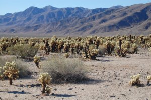 Cholla. Goddamned motherfucking teddbear jumping vicious evil horrible cholla for as far as you can see!