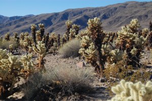 Motherfucking goddamned cholla all over the place!