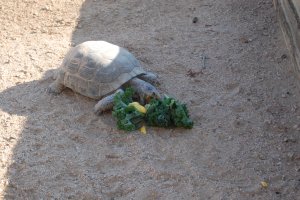 Newt and Cathy have two Tortoises and they're both living large, well taken care of, and just generally cool.