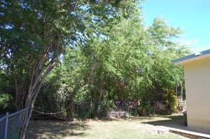 David's side yard in Puerto Rico.